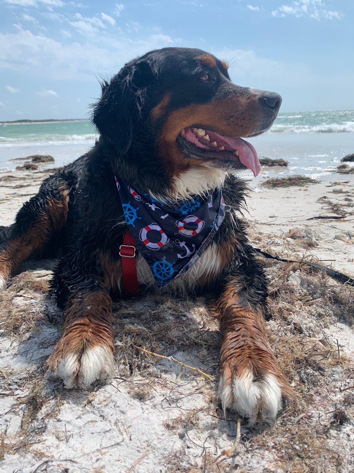 Beachcomber Reversible Dog Bandana
