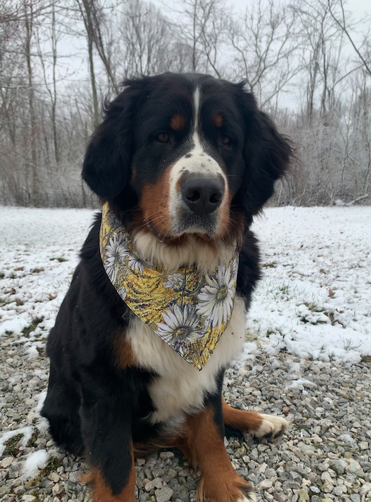 Be Kind Reversible Dog Bandana