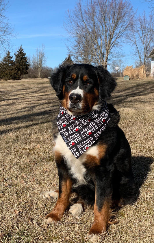 Loved and Rescued Reversible Dog Bandana