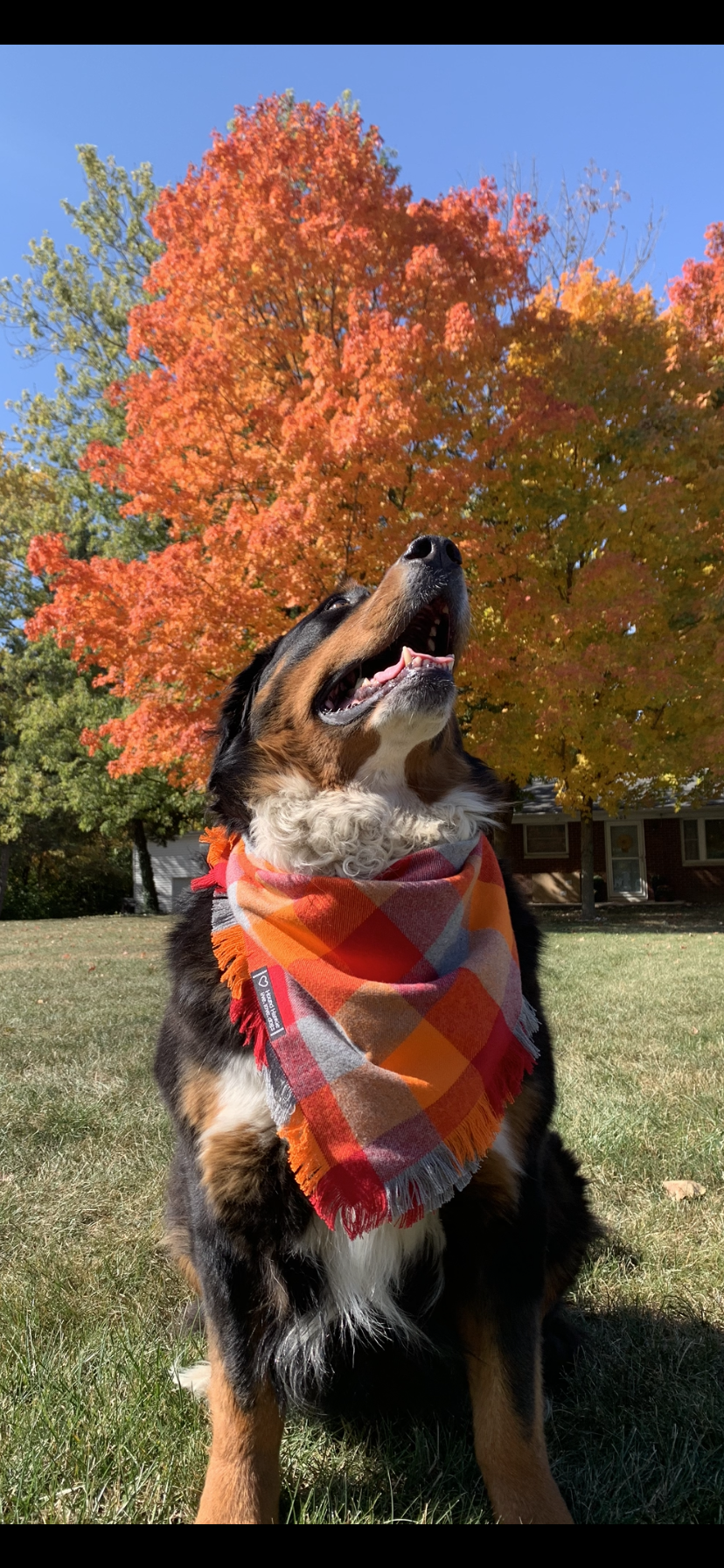 October Glory Fringed Dog  Bandana