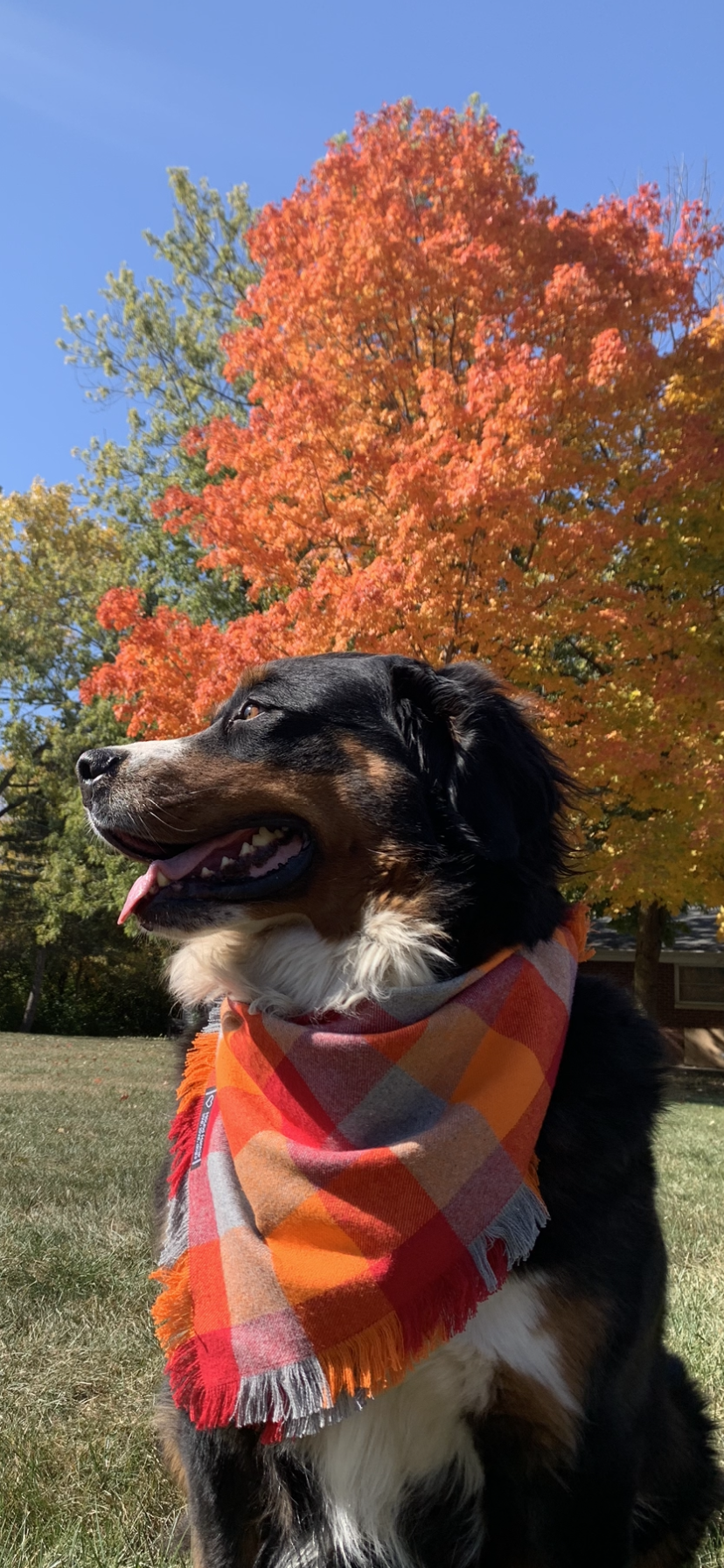 October Glory Fringed Dog  Bandana